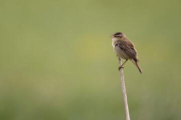 Schilfrohrsänger (Acrocephalus schoenobaenus)