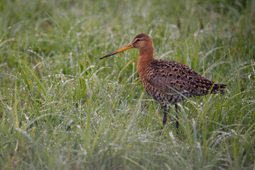 Uferschnepfe  (Limosa limosa)