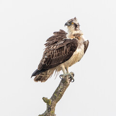 Osprey perched on a branch