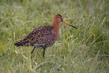 Uferschnepfe  (Limosa limosa)