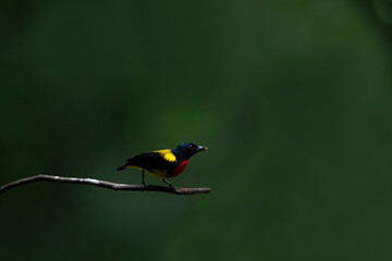 Scarlet - breasted Flowerpecker