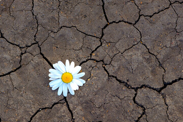 delicate chamomile flower against the background of cracked earth
