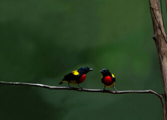 Scarlet - breasted Flowerpecker