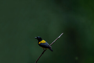 Scarlet - breasted Flowerpecker