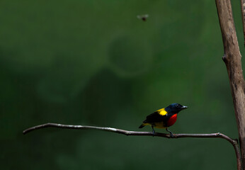 Fototapeta premium Scarlet - breasted Flowerpecker