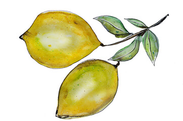 watercolor lemons with leaves on white background