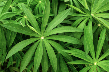 Naklejka na ściany i meble green leaves of lupine in the form of a palm tree with thin leaves growing in different directions from the center