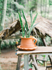 Clay pots with plants and countryside background 