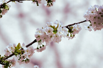 pring cherry blossoms, pink and white flowers.