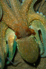 Close-up octopus eye (Octopus vulgaris Cuvier, 1797) Gallipoli, Canakkale, Turkey