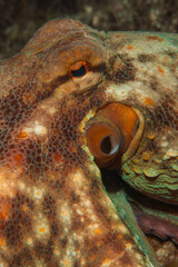 Close-up octopus eye (Octopus vulgaris Cuvier, 1797) Gallipoli, Canakkale, Turkey