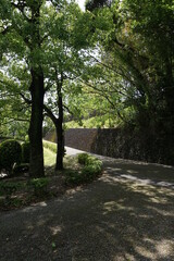 初夏の日差しと新緑