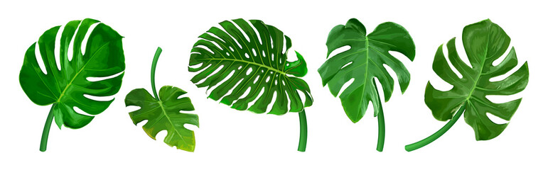 Fototapeta na wymiar Set of different tropical leaves. Green leaf Monstera isolated on white background. Realistic vector illustration. Floral and botanical design element