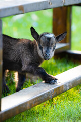 Baby pygmy goat baby; close up of brown kid with soft defocused background