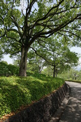 初夏の日差しと新緑