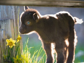 Baby pygmy goat baby looking at yellow daffodil; close up of brown kid with soft defocused background