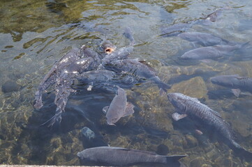初夏の日差しと、透き通った湧き水の中を泳ぐ鯉