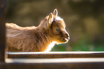 Baby pygmy goat baby; close up of brown kid with soft defocused background - Powered by Adobe
