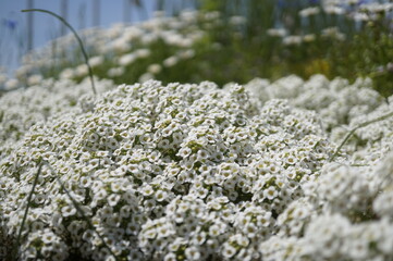 初夏の日差しとカラフルな草花