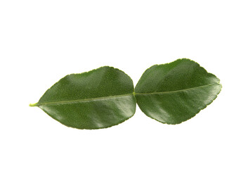 Obraz premium Kaffir lime leave isolated on white background.