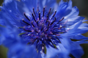 初夏の日差しとカラフルな草花