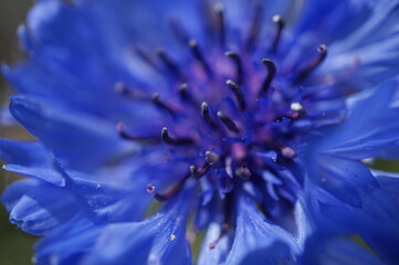 初夏の日差しとカラフルな草花