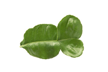 Kaffir lime leave isolated on white background.