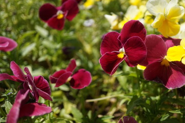 初夏の日差しとカラフルな草花