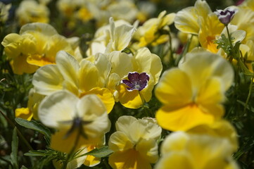 初夏の日差しとカラフルな草花