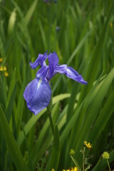 初夏の日差しと、紫色の菖蒲の花