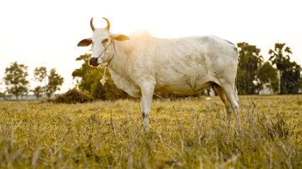 Cow Not clean It is located in a rural area of Cambodia.