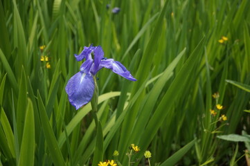 初夏の日差しと、紫色の菖蒲の花