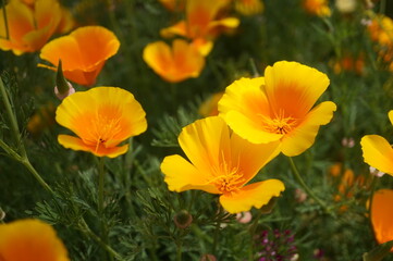 初夏の日差しとカラフルな草花