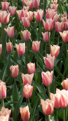 Keukenhof, Netherlands, April 2011: Beautiful field of tulips, shining in the green in a spring sunny day.