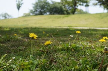初夏の日差しと新緑とタンポポ