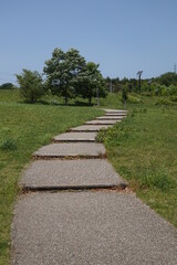 初夏の日差しと新緑