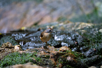 Short - tailed Babbler