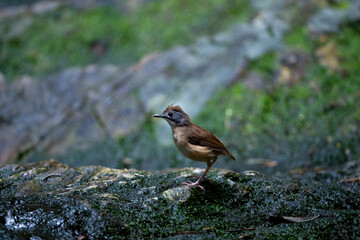 Short - tailed Babbler