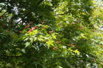 初夏の日差しと新緑