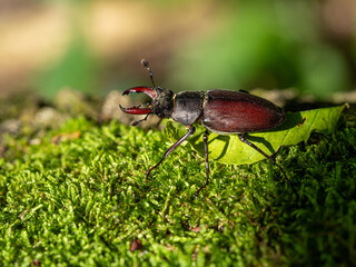 Stag beetle, Lucanus cervus, wildlife big insect