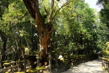Fototapeta premium Pathway along stone lantern and sacred tree towards at Kasugataisha Shrine in Nara prefecture, Japan - 日本 奈良 春日大社 参道 石燈篭と御神木