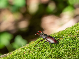 Stag beetle, Lucanus cervus, wildlife big insect