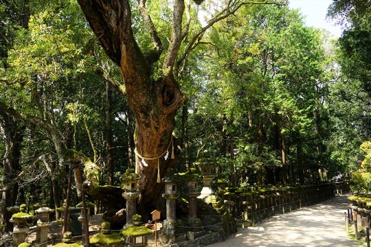 Pathway along stone lantern and sacred tree towards at Kasugataisha Shrine in Nara prefecture, Japan - 日本 奈良 春日大社 参道 石燈篭と御神木