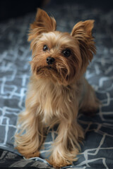 yorkshire terrier puppy