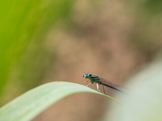 White-legged damselfy male (Platycnemis pennipes) sitting on green grass
