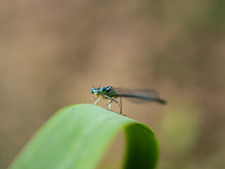 White-legged damselfy male (Platycnemis pennipes) sitting on green grass