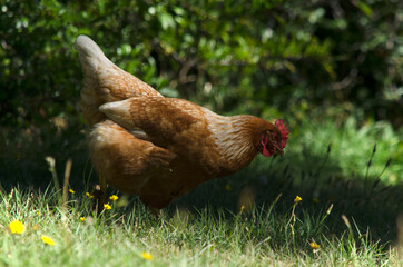 laying hen walking through the pasture looking for food, red ganilla with red crest