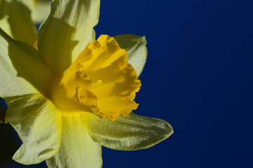 Gelbe Narzisse, Blüte reckt sich in den dunkelblauen Himmel im Frühling, mehrere Blüten im Hintergrund, April	
