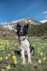 Young Border Collie in the Vall de Incles in Andorra in spring 2021