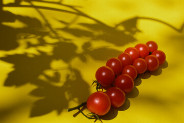 Cocktail Tomaten an der Rispe vor gelbem Hintergrund mit Schatten von Tomatenblättern und Tomatenspirale
